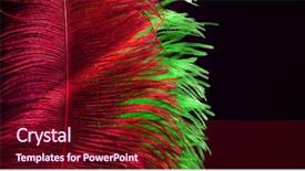  Presentation with carnival - Audience pleasing theme consisting of ostrich feathers on black background backdrop and a wine colored foreground