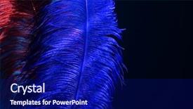  Presentation with carnival - Amazing slide deck having ostrich feathers on black background backdrop and a navy blue colored foreground