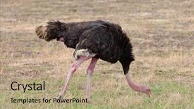  Presentation with savannah - Theme having ostrich feeding on the savannah background and a coral colored foreground