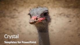  Presentation with head and neck nerves - PPT theme consisting of ostrich head closeup against dirt background and a violet colored foreground
