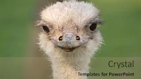  Presentation with head - Slide deck with ostrich-head-portrait-closeup-frontal background and a coral colored foreground