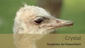 Presentation with honey bee closeup view - Beautiful PPT layouts featuring ostrich-head-portrait-closeup-profile backdrop and a coral colored foreground