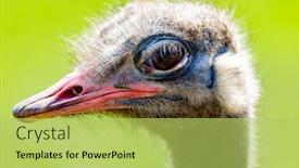  Presentation with head - Theme consisting of ostrich head showing its long neck and big eyes background and a yellow colored foreground