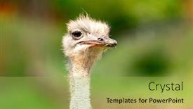  Presentation with eyes - Beautiful PPT theme featuring ostrich head showing its long backdrop and a yellow colored foreground