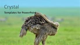  Presentation with national - Amazing PPT theme having ostrich-in-african-national-park backdrop and a light blue colored foreground