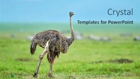  Presentation with park - Slide set consisting of ostrich-in-african-national-park background and a light blue colored foreground