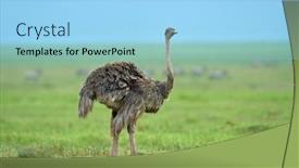  Presentation with national - Audience pleasing presentation consisting of ostrich-in-african-national-park backdrop and a light blue colored foreground