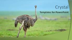  Presentation with african lion in kruger national - Slide set consisting of ostrich-in-african-national-park background and a light blue colored foreground