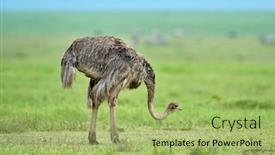  Presentation with national - Beautiful slide deck featuring ostrich-in-african-national-park backdrop and a mint green colored foreground