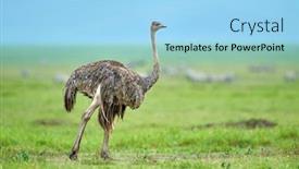  Presentation with national - Theme consisting of ostrich-in-african-national-park background and a arctic colored foreground