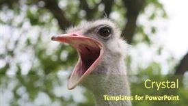 Presentation with natural hazards - Cool new slides with ostrich-portrait-with-natural-background backdrop and a tawny brown colored foreground