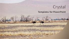  Presentation with speed - Amazing slide deck having ostrich-running-with-high-speed backdrop and a light gray colored foreground