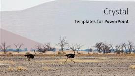  Presentation with speed - Amazing slide set having ostrich-running-with-high-speed backdrop and a light gray colored foreground