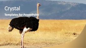  Presentation with kenya - Cool new presentation theme with ostrich struthio camelus backdrop and a seafoam green colored foreground