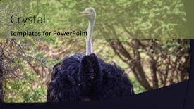  Presentation with wildlife - Slides featuring ostrich-walking-in-the-bush and a yellow colored foreground