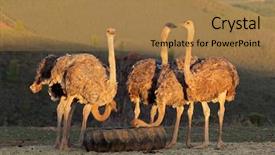  Presentation with region - Presentation theme having ostriches on an ostrich farm background and a coral colored foreground