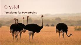  Presentation with early bird - Amazing theme having objekt - missing piece in a jigsaw backdrop and a seafoam green colored foreground