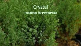  Presentation with nursery plant - Beautiful slides featuring other coniferous trees in pot backdrop and a tawny brown colored foreground