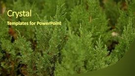  Presentation with nursery plant - Slides with other coniferous trees in pot background and a tawny brown colored foreground