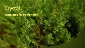  Presentation with nursery plant - Colorful theme enhanced with other coniferous trees in pot backdrop and a tawny brown colored foreground