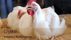  Presentation with turn around time - Presentation having others in a county fair background and a coral colored foreground