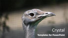  Presentation with great britain painted - Colorful theme enhanced with otis-tarda-aka-great-bustard backdrop and a dark gray colored foreground