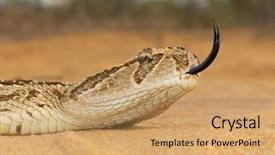  Presentation with tongue - Cool new presentation theme with ott - close-up of a puff adder backdrop and a  colored foreground