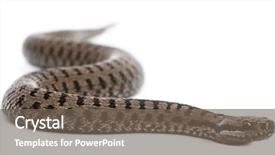  Presentation with bulgaria in european union - Colorful slides enhanced with ott - common european adder or common backdrop and a violet colored foreground