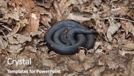  Presentation with council of european union - Colorful slide set enhanced with ott - european viper vipera berus also backdrop and a violet colored foreground