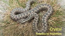  Presentation with wildlife - Beautiful slide set featuring ott - european viper vipera berus also backdrop and a tawny brown colored foreground