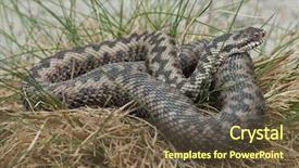  Presentation with european union single market - Cool new PPT theme with ott - european viper vipera berus also backdrop and a tawny brown colored foreground