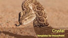  Presentation with africa - PPT layouts consisting of ott - portrait of a puff adder background and a  colored foreground