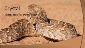  Presentation with defensive tactics army - PPT theme featuring ott - puff adder bitis arietans background and a coral colored foreground