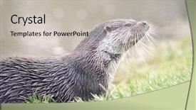  Presentation with sea otter - PPT theme having otter in grass background and a light gray colored foreground