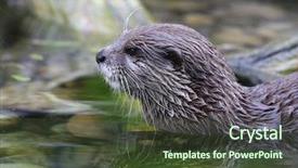  Presentation with sea otter - PPT theme enhanced with otter portrait background and a tawny brown colored foreground