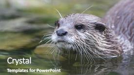  Presentation with sea otter - Theme consisting of otter portrait background and a tawny brown colored foreground