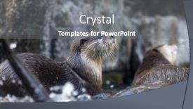  Presentation with swim - Theme consisting of otter-swim-in-the-pond background and a gray colored foreground