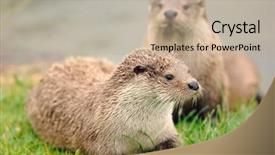  Presentation with sea otter - Amazing slides having otters backdrop and a mint green colored foreground