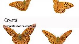  Presentation with butterflies - Slide deck consisting of outbond - butterflies isolated background and a white colored foreground