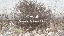  Presentation with ants - PPT theme consisting of outdoor background series sugar ants background and a gray colored foreground