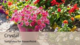  Presentation with outdoor patio - Theme featuring outdoor flower pots for small background and a soft green colored foreground