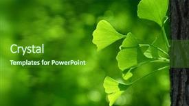  Presentation with ginkgo - Cool new slides with outdoor ginkgo biloba leaves closeup backdrop and a forest green colored foreground
