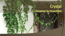  Presentation with chemistry leaves green leaf - Slide deck consisting of outdoor lush green leaves composition background and a tawny brown colored foreground