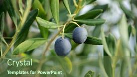  Presentation with agriculture - Cool new slide set with outdoor-olives-close-up backdrop and a tawny brown colored foreground
