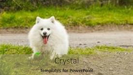  Presentation with high quality - Slide deck enhanced with outdoor-portrait-of-a-cute background and a coral colored foreground