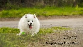  Presentation with high quality - Slide set with outdoor-portrait-of-a-cute background and a coral colored foreground