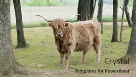  Presentation with farmland - Amazing presentation design having outdoor portrait of a shaggy highland cattle looking at the viewer among spring trees and plowed farmland backdrop and a mint green colored foreground