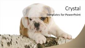  Presentation with puppy english cocker spaniel - Beautiful PPT theme featuring outdoor puppy - english bulldog puppy backdrop and a  colored foreground