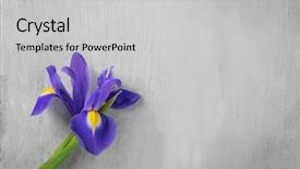  Presentation with iris flower - PPT layouts enhanced with outdoor spaces - beautiful iris flower on white background and a  colored foreground