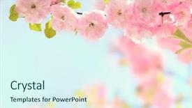  Presentation with purple orchids pink flowers orchid - Audience pleasing PPT layouts consisting of outdoor spaces - branch with beautiful pink flowers backdrop and a sky blue colored foreground